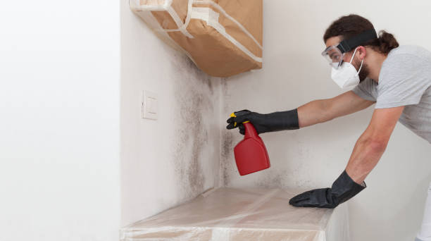 Professional Basement Mold Removal technician working in Newport, NC