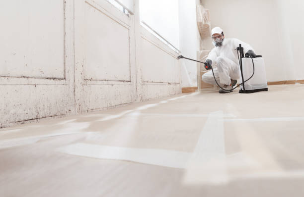 24/7 Emergency Basement Mold Removal experts in Newport, NC
