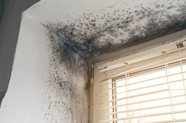 Affordable Basement Mold Removal solutions in Newport, NC